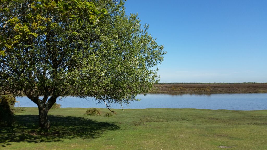 New Forest Broadband - Hatchet Pond